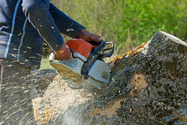 Best Tree Clearing Services  in USA